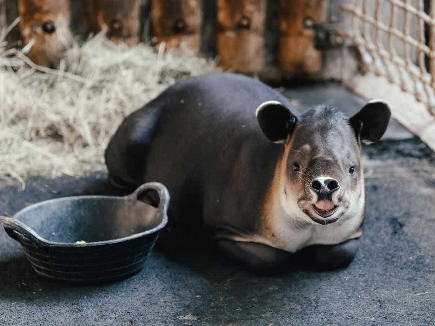Neue Tierart im Tierpark Hellabrunn: Erster Tapir zieht ein