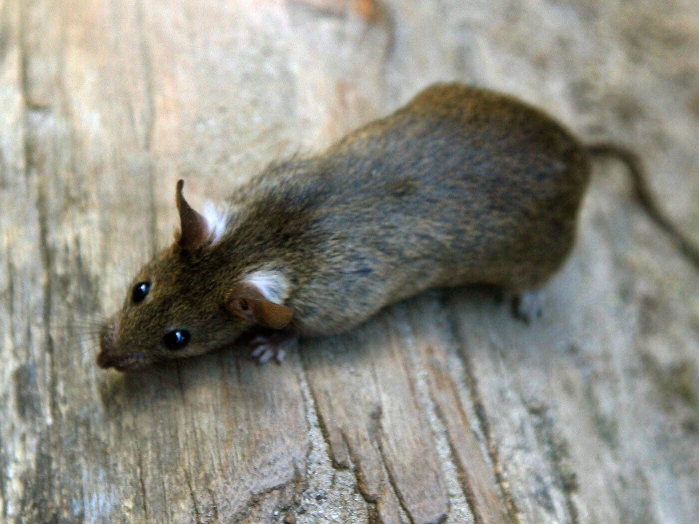 Ratten in Norma-Zentrallager - Behörden greifen ein