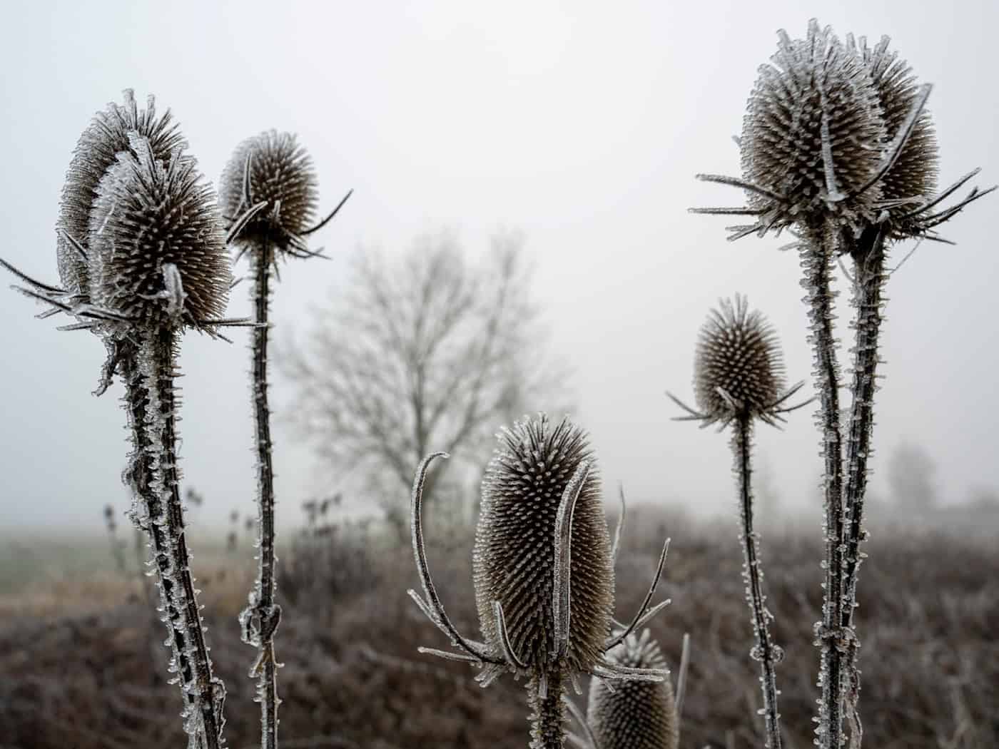 Scheiben kratzen und Pflanzen schützen? Wo Frost droht