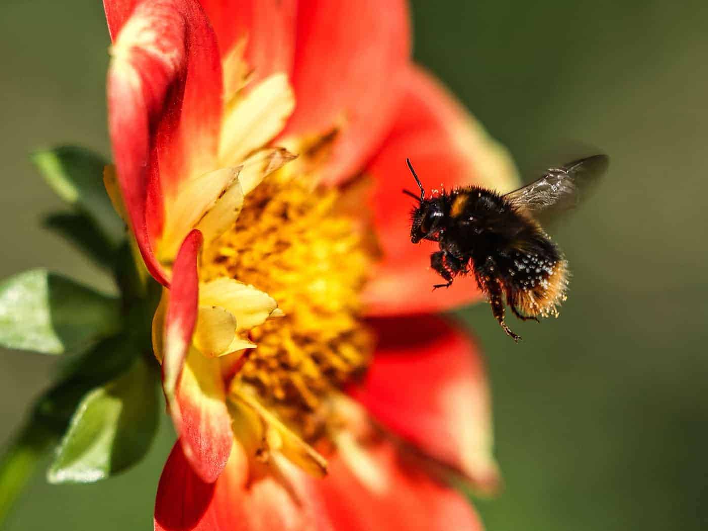 Extreme Hitze schädigt Entwicklung und Lebensdauer von Hummeln in Deutschland