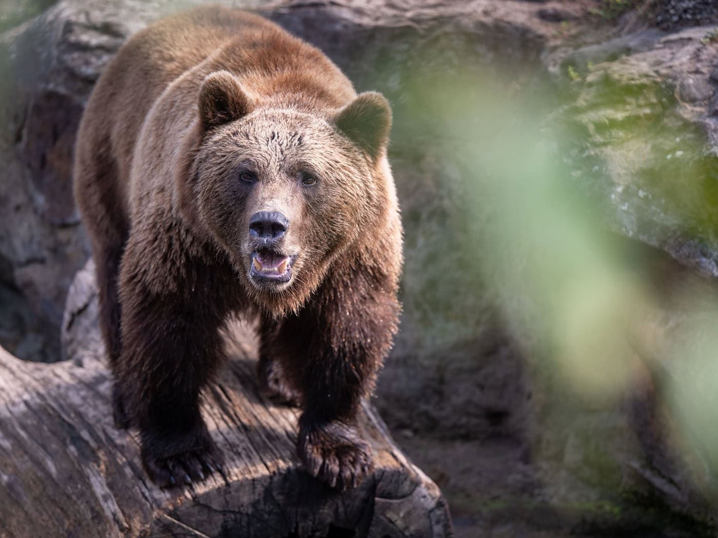 Wanderer in den Allgäuer Alpen bei Bad Hindelang hält Röhren für Bär – es sind Hirsche