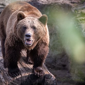 Wanderer in den Allgäuer Alpen bei Bad Hindelang hält Röhren für Bär – es sind Hirsche