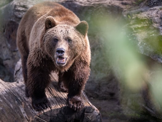Wanderer in den Allgäuer Alpen bei Bad Hindelang hält Röhren für Bär – es sind Hirsche