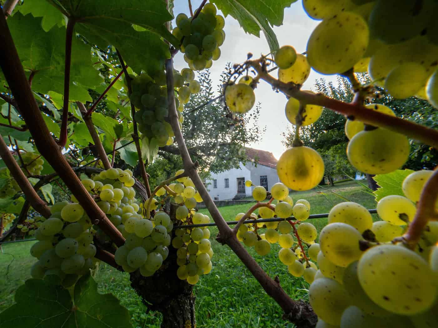 Weinlese so früh und so kurz wie noch nie
