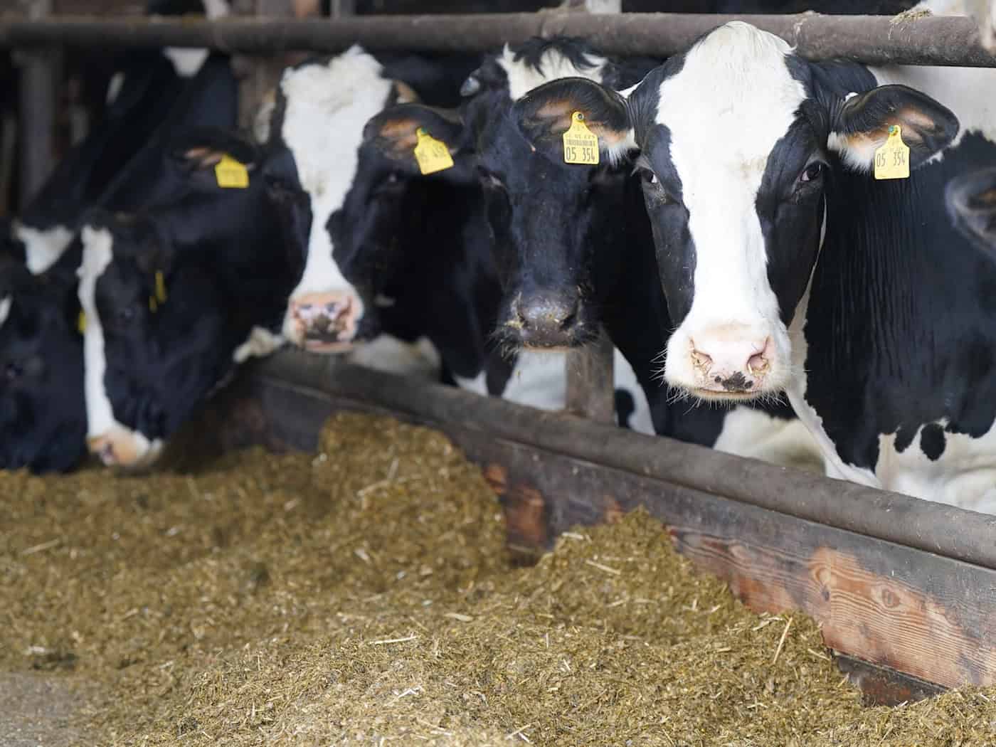 Bayerns Bauern sind nur bedingt auf Krisen vorbereitet