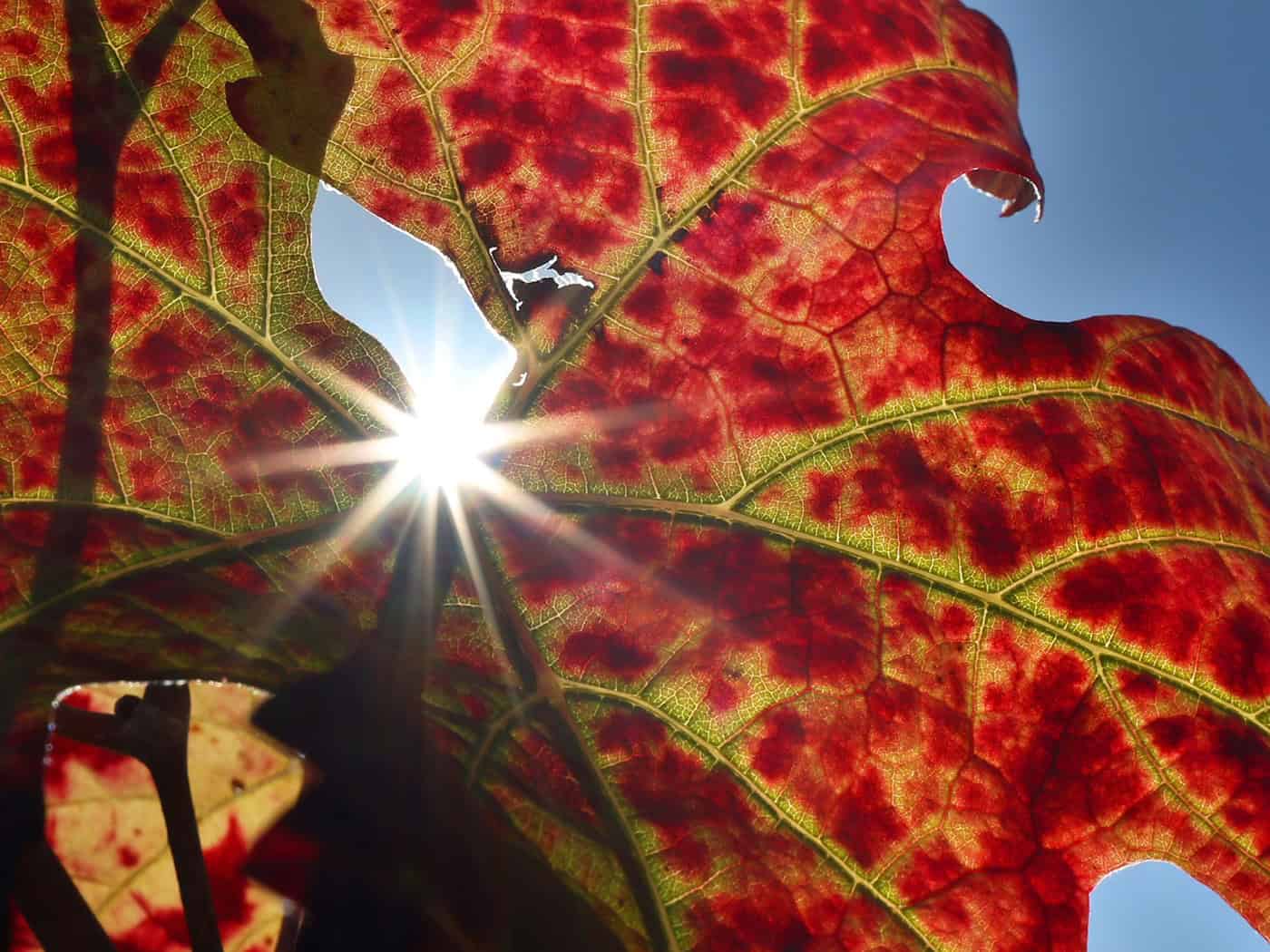 Mildes und größtenteils sonniges Herbstwetter in Bayern – bis 19 Grad