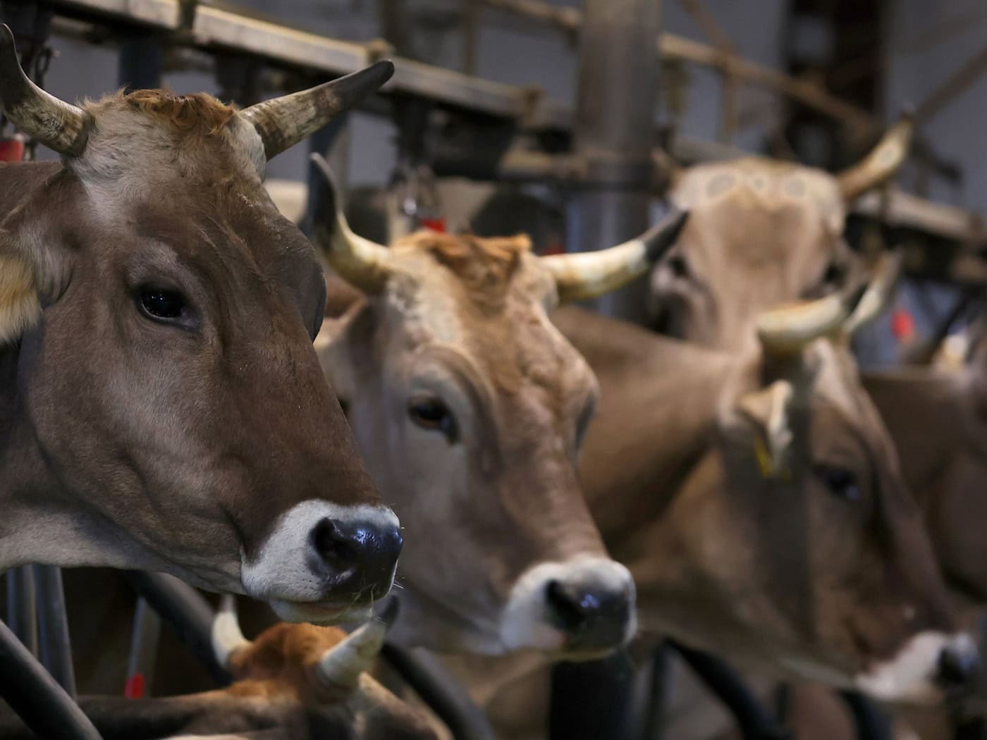 Haftstrafe für Tier-Transporteur wegen Tierquälerei