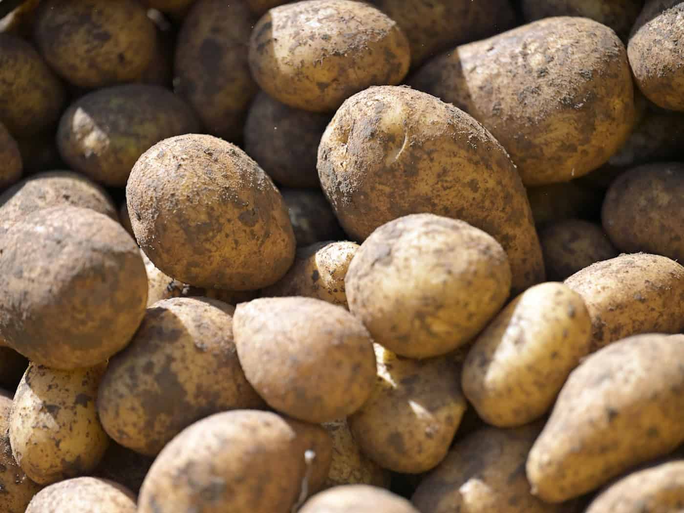 Kartoffelernte in Bayern fällt schlecht aus