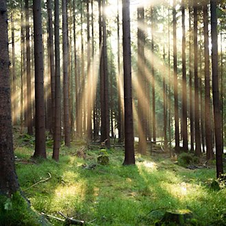 Klimawandel: Staatsforsten stocken Risikovorsorge auf