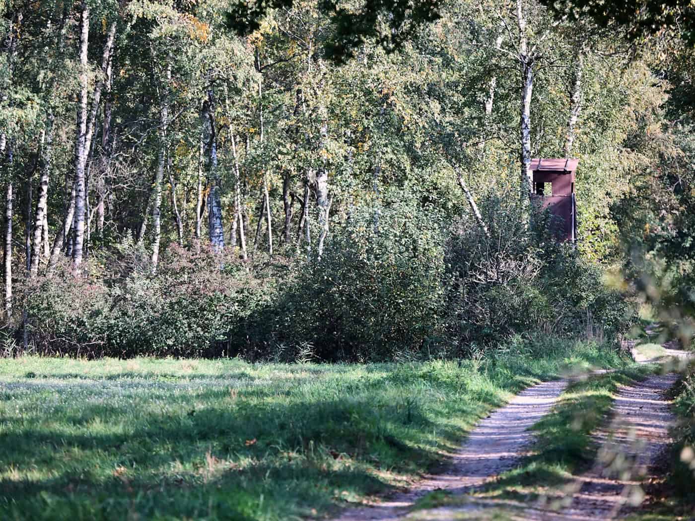 Kreisjäger-Chef rät nach möglicher Puma-Sichtung zu Ruhe
