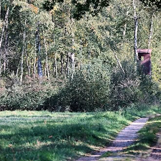 Kreisjäger-Chef rät nach möglicher Puma-Sichtung zu Ruhe