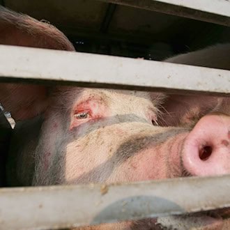 Polizei stoppt Schweinetransporter auf A99 – 139 Tiere aus Niederbayern ohne Wasser, Lkw defekt