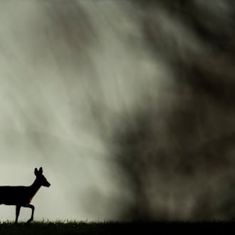 Rehe mit Pfeilen und Schusswaffe illegal getötet