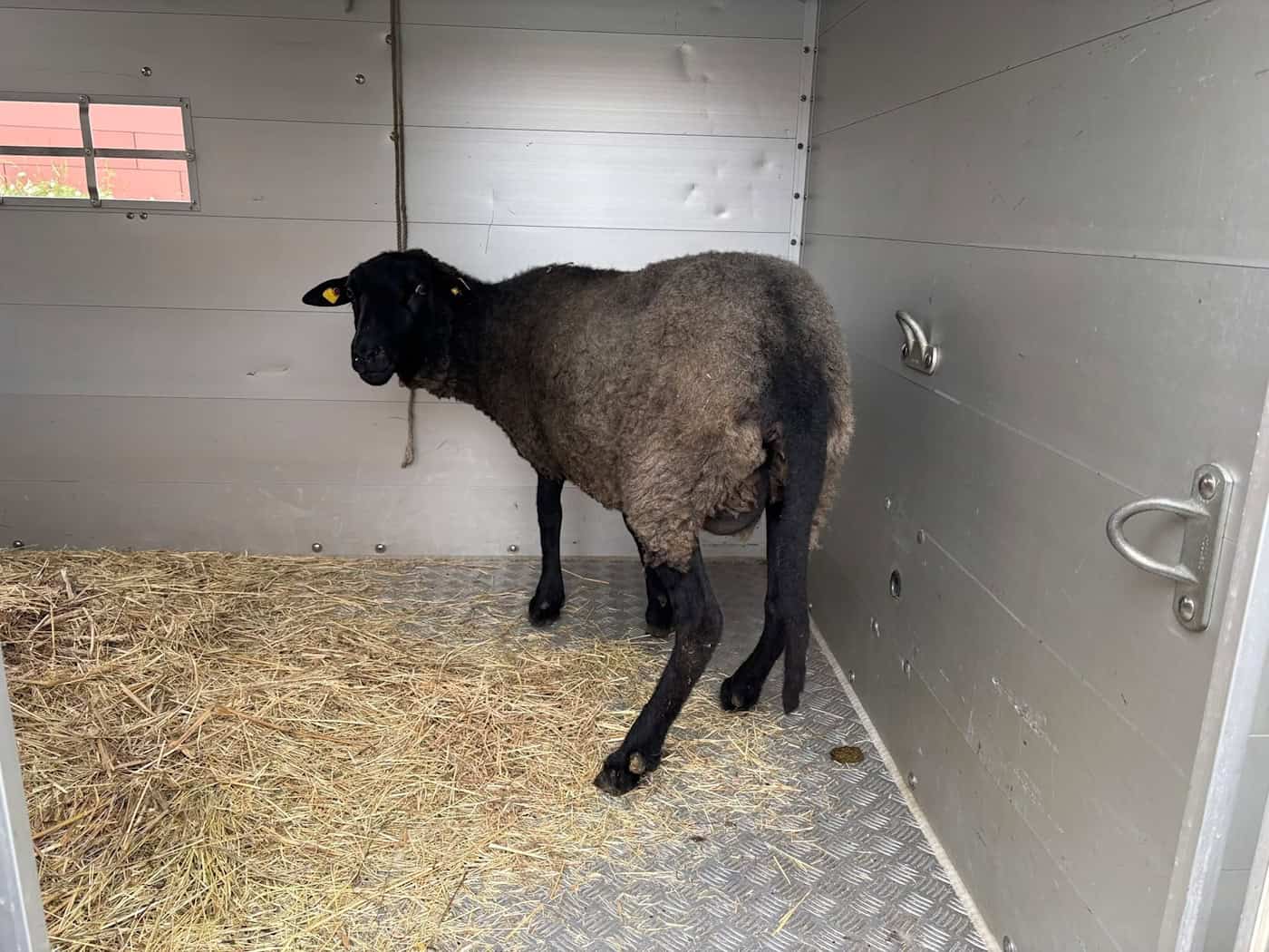 Schlachtung im Anhänger? Polizei prüft Tierschutz-Verstöße