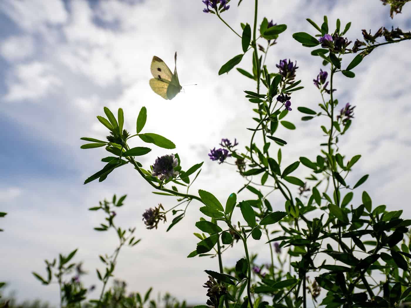 Sonniger Herbsttag - und die Temperaturen steigen