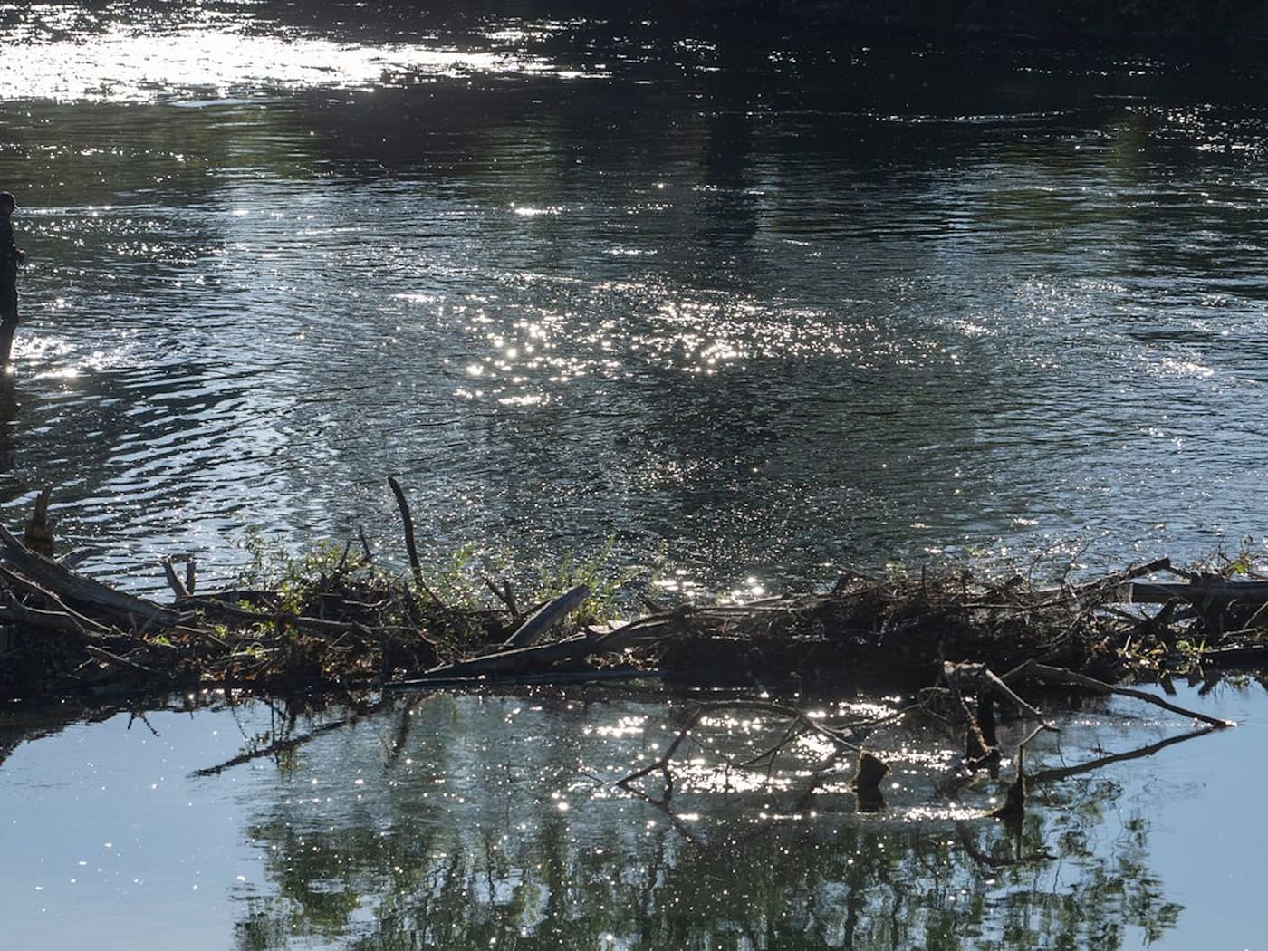 40.000 junge Frauennerflinge in der Isar zwischen München und Moosburg ausgewildert