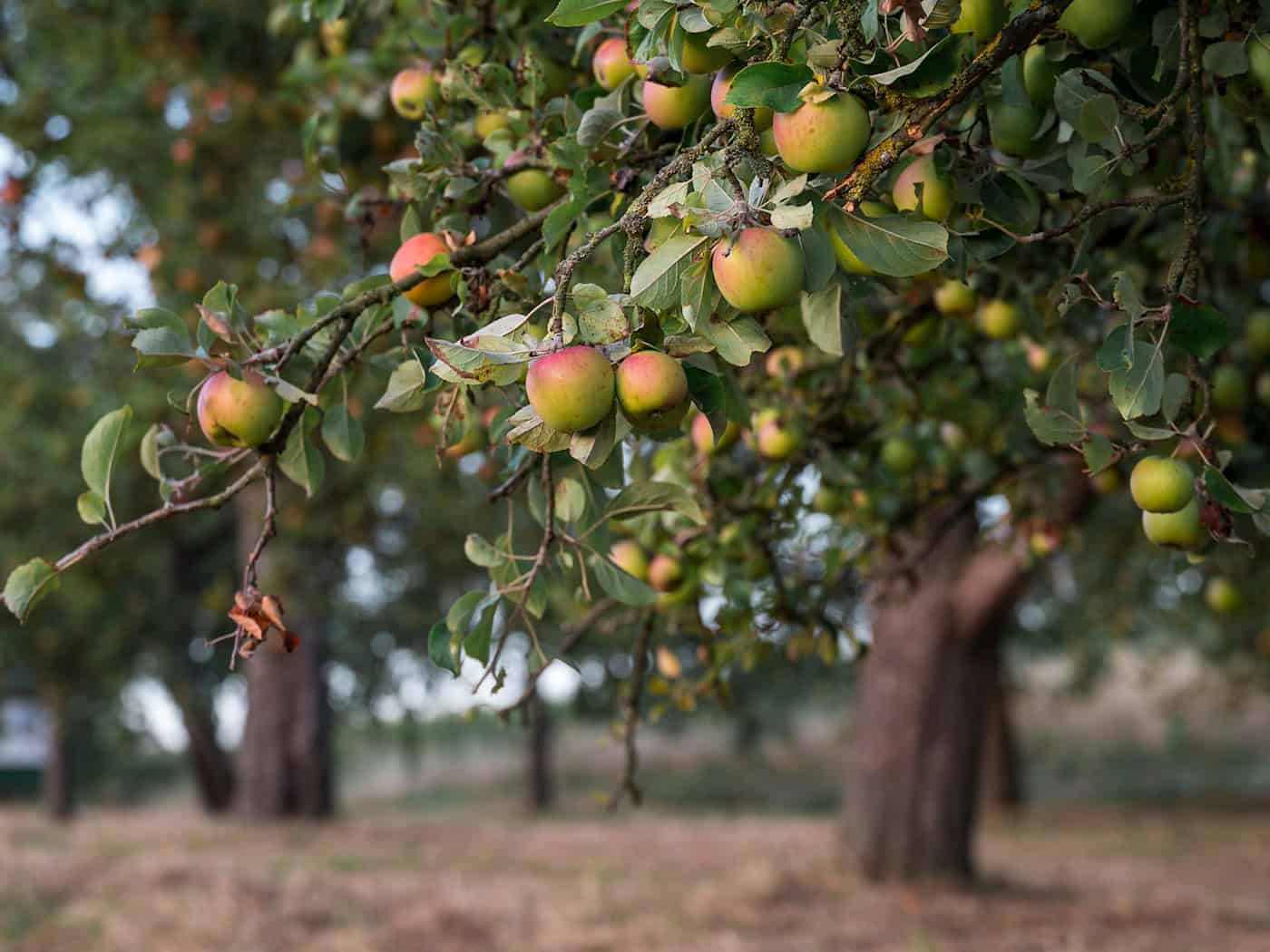 Wieso Streuobstwiesen so vielen Arten ein Zuhause bieten