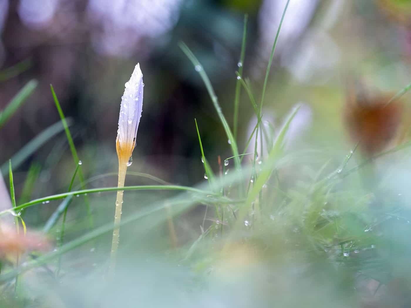 Wochenende in Bayern bringt Regen statt goldener Sonne
