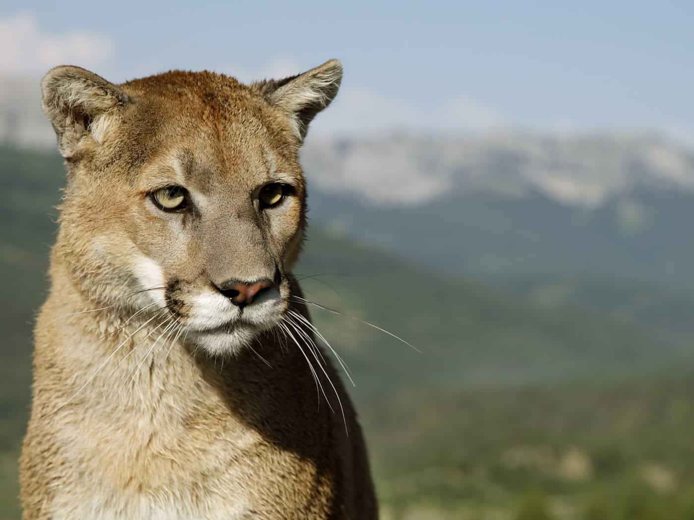 Suche nach mutmaßlichem Puma bei München: Tier könnte weite Strecken zurückgelegt haben
