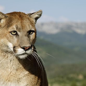Suche nach mutmaßlichem Puma bei München: Tier könnte weite Strecken zurückgelegt haben