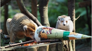 Schulanfang bei den Kronenmakis / Foto Zoo Leipzig