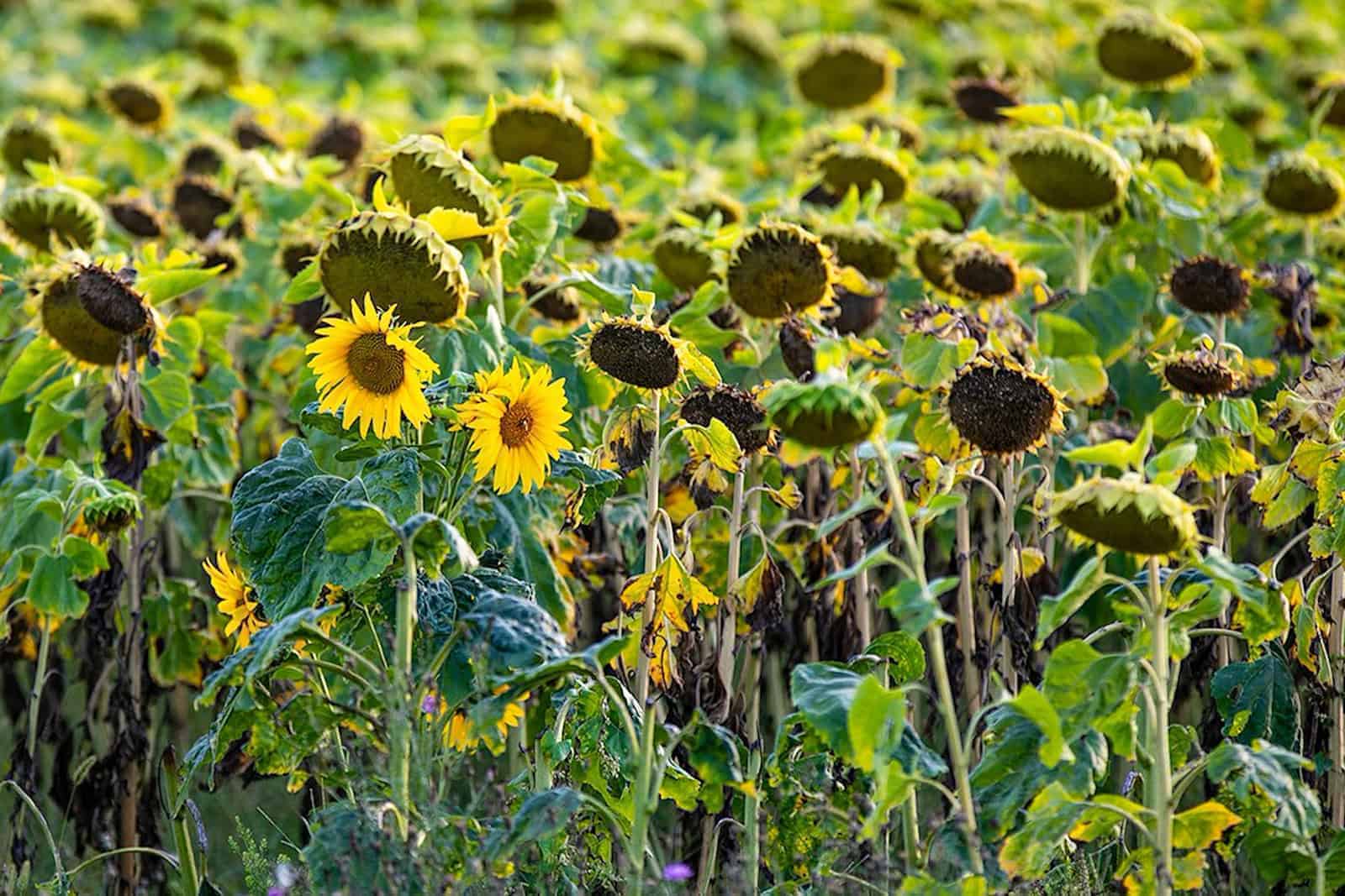Sonnenblumen bei Hitzewelle/Sommerhitze