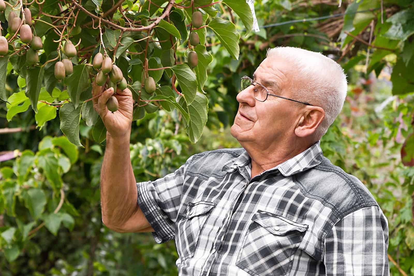 Ein älterer Herr mit Brille und kariertem Hemd nimmt einen Zweig von Kiwi-Früchten in die Hand. Foto: Uwe Meinhold