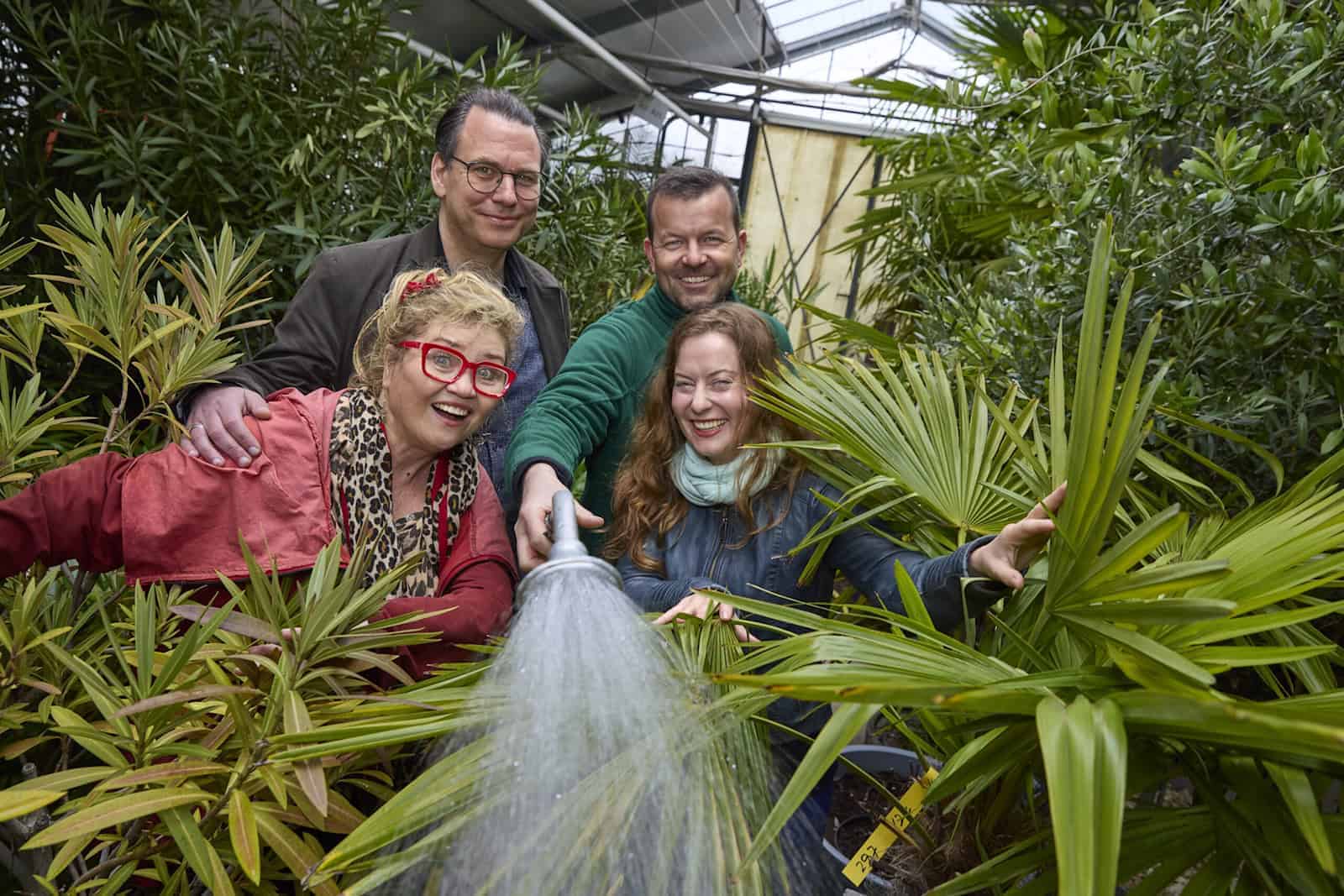 Herkuleskeule im Gewächshaus