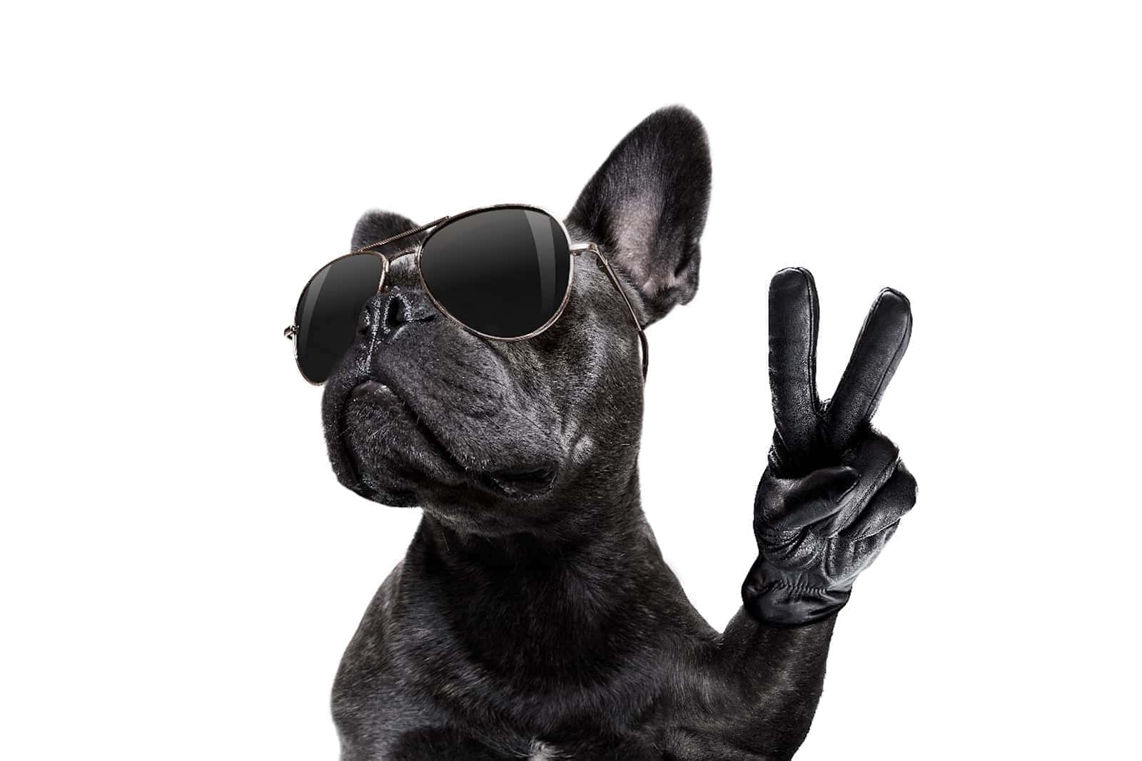 Schwarzer Hund mit Lederhandschuh und Peach-Zeichen und Sonnenbrille