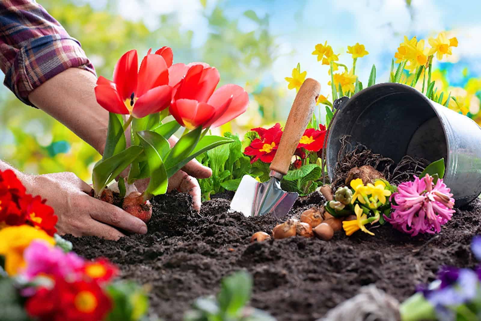 Hand im Beet pflanzt Blumen.