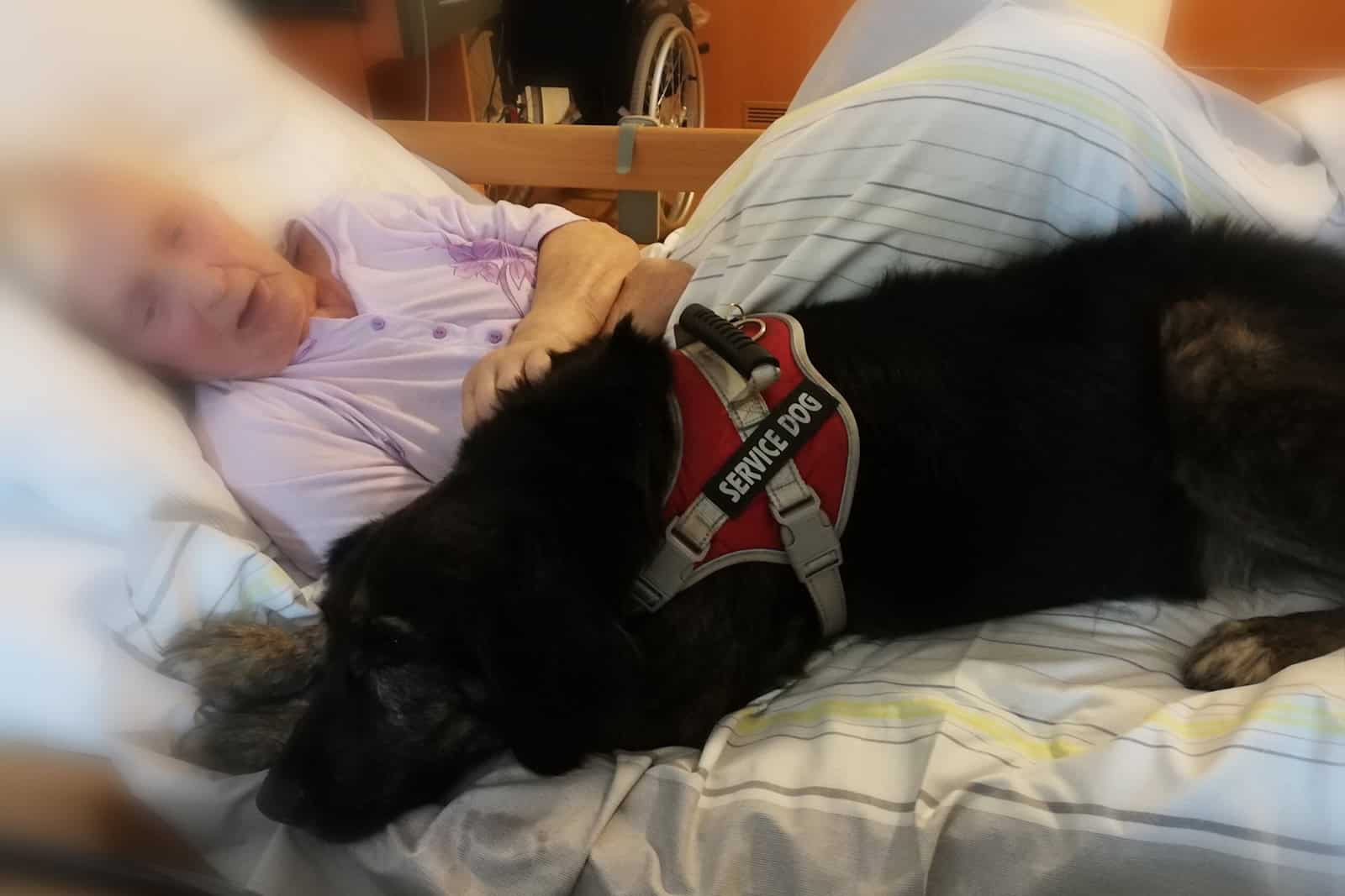 Therapiehund Benno