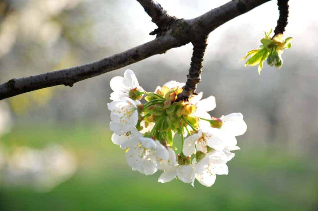 Kirschblüte in Streuobstwiese