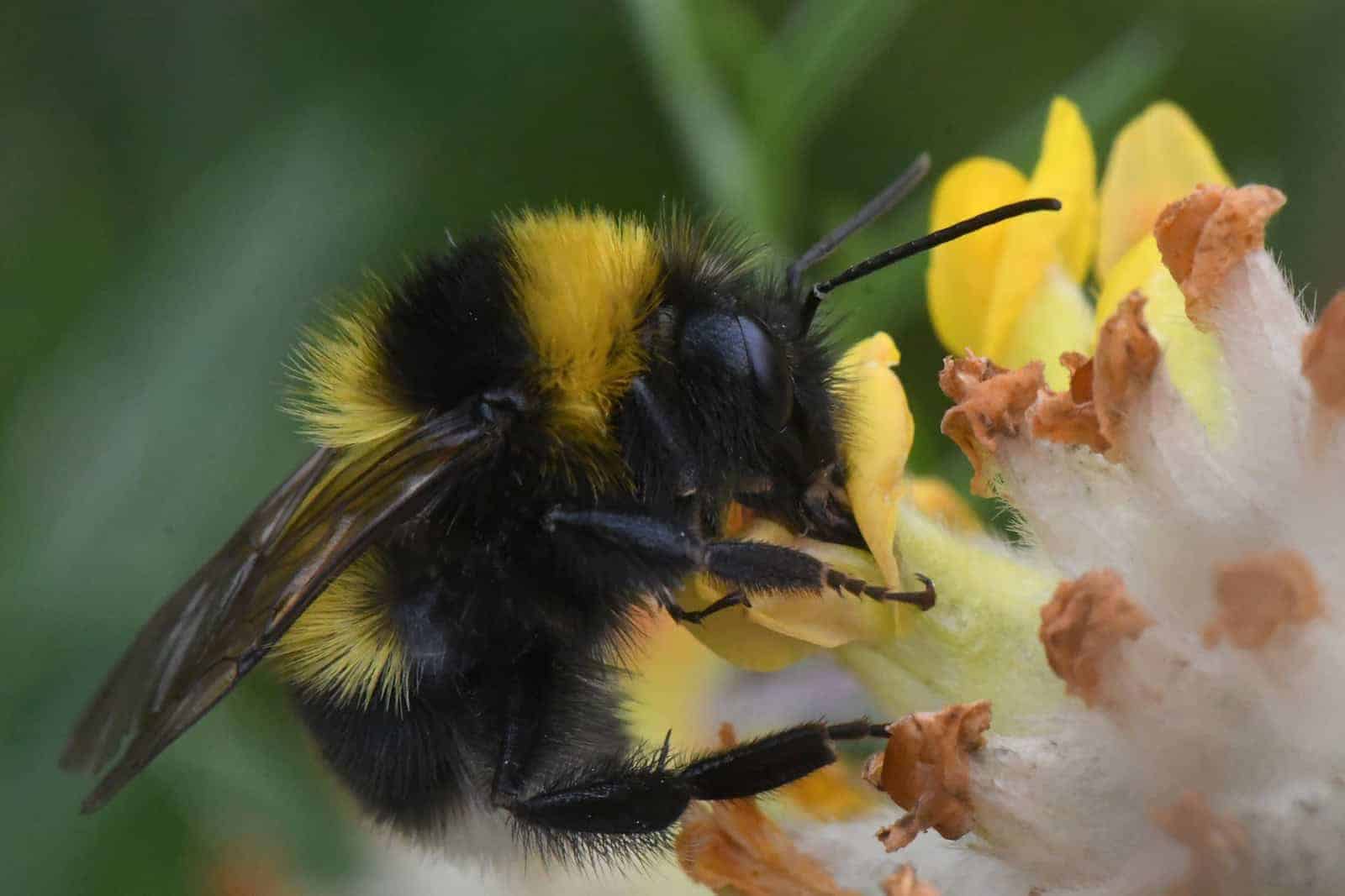 Eine Gartenhummel steckt ihren Rüssel in eine gelbe Blume. Foto: Dr. Hannes Petrischak