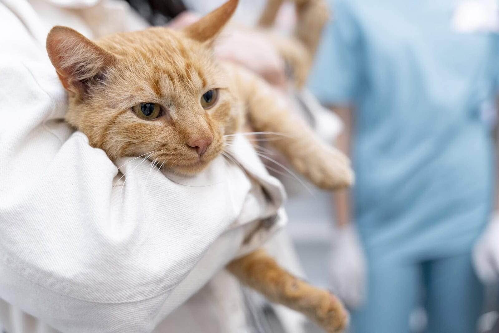 kranke Katze