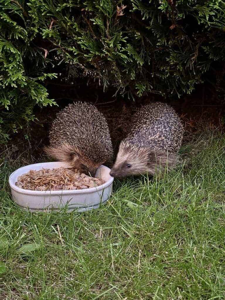 hedges essen Lebensmittel aus einer Schüssel