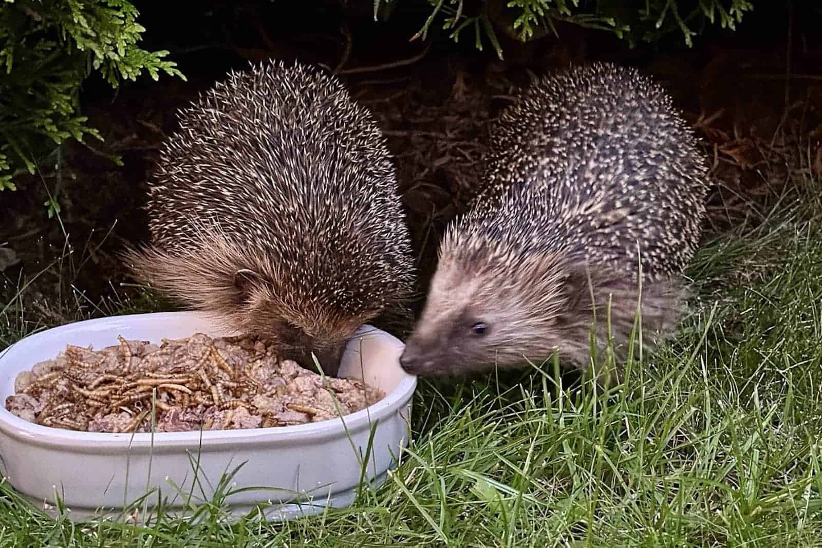 hedges essen Lebensmittel aus einer Schüssel