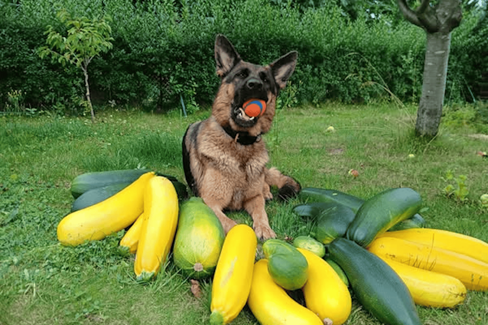 Zucchini