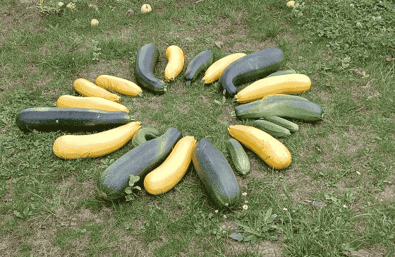Zucchini