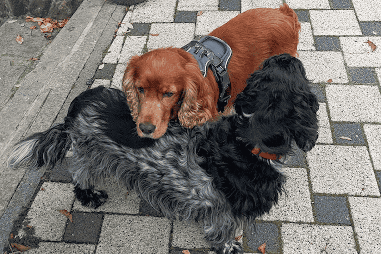 Hunde