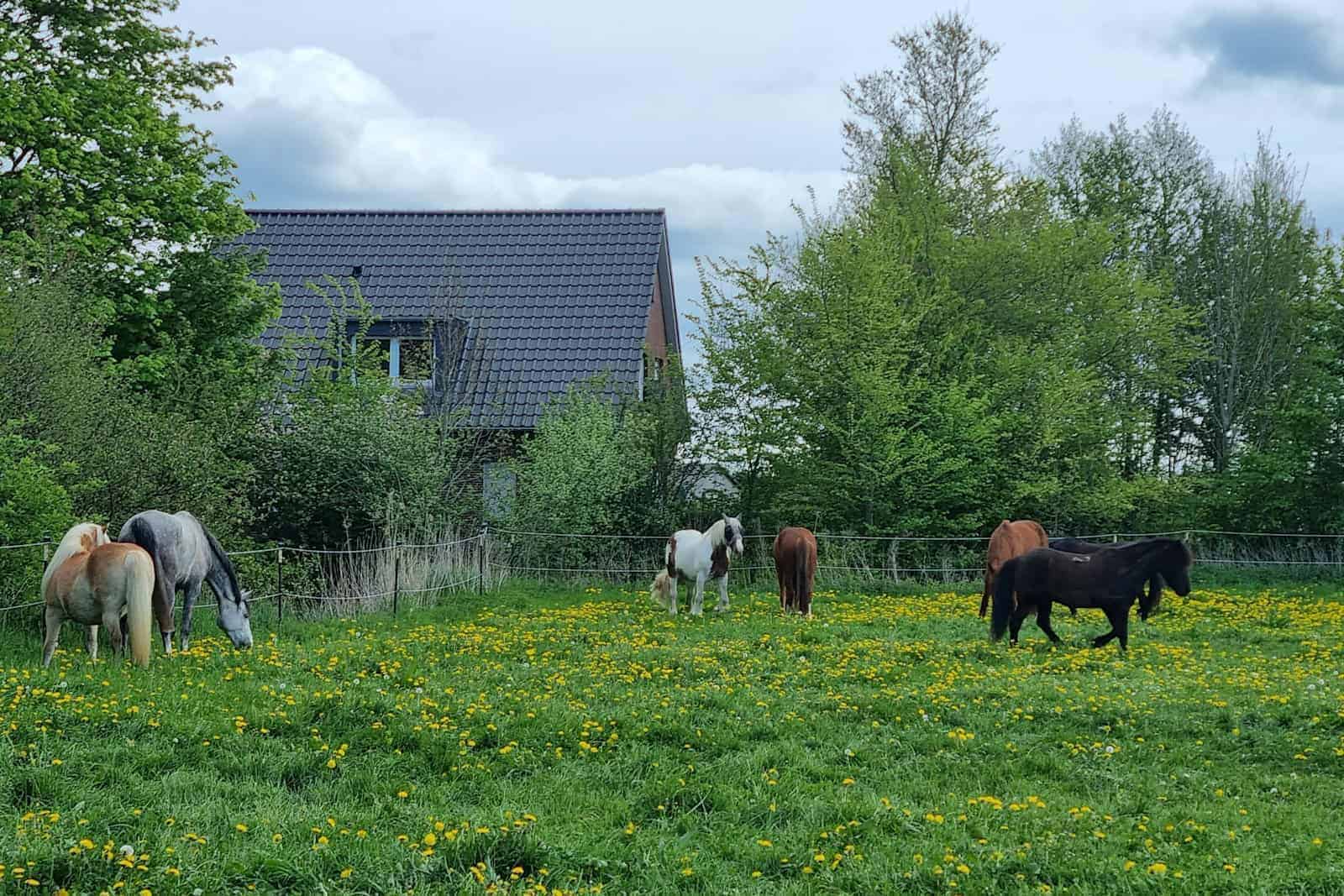 Pferde auf einer Wiese