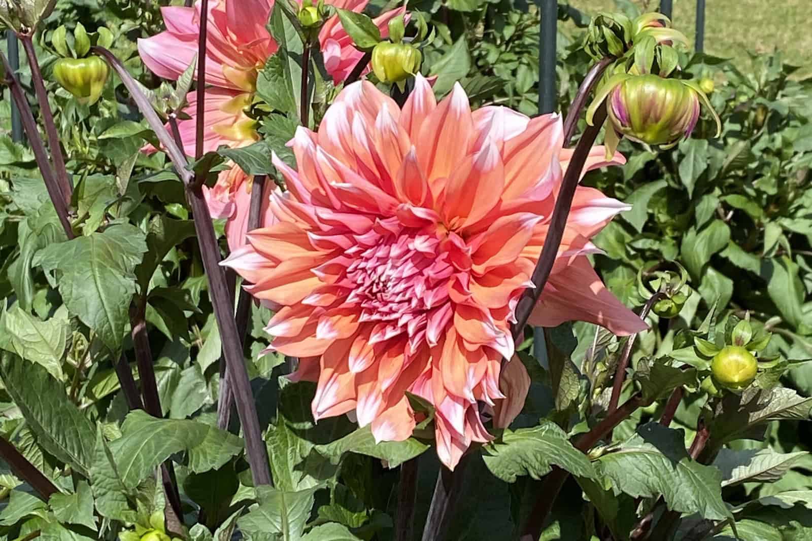 Dahlien blühen im Großen Garten Dresden
