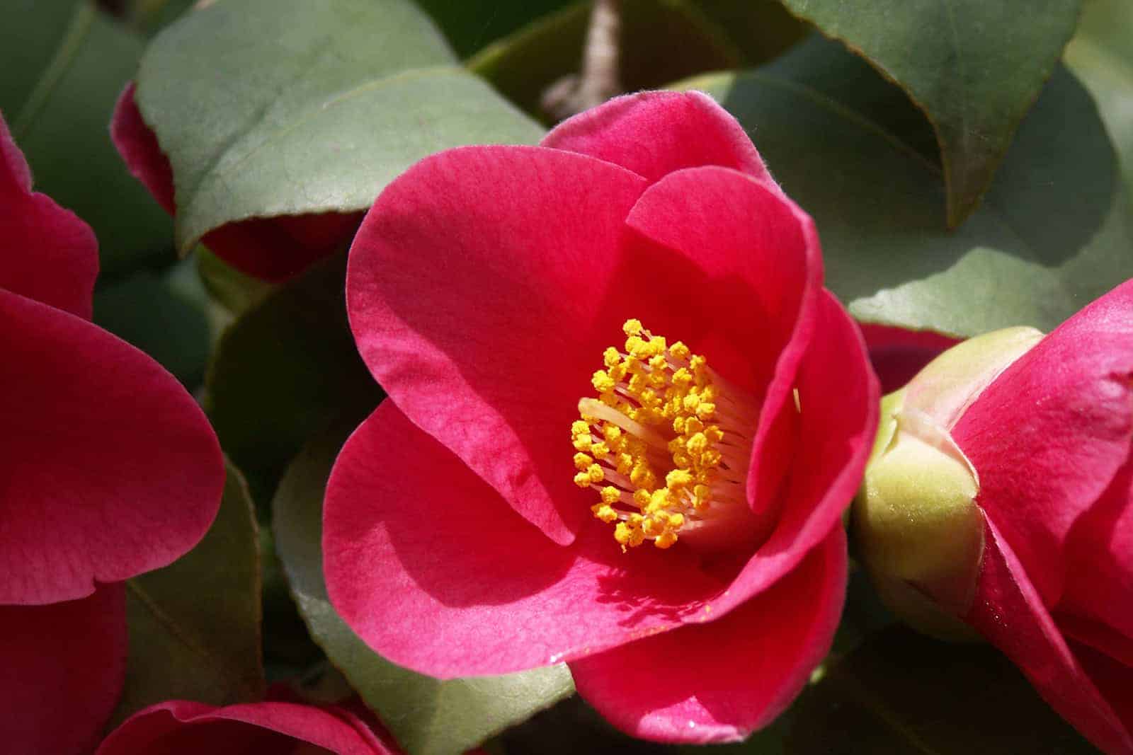 Einzelne Kamelienblüte