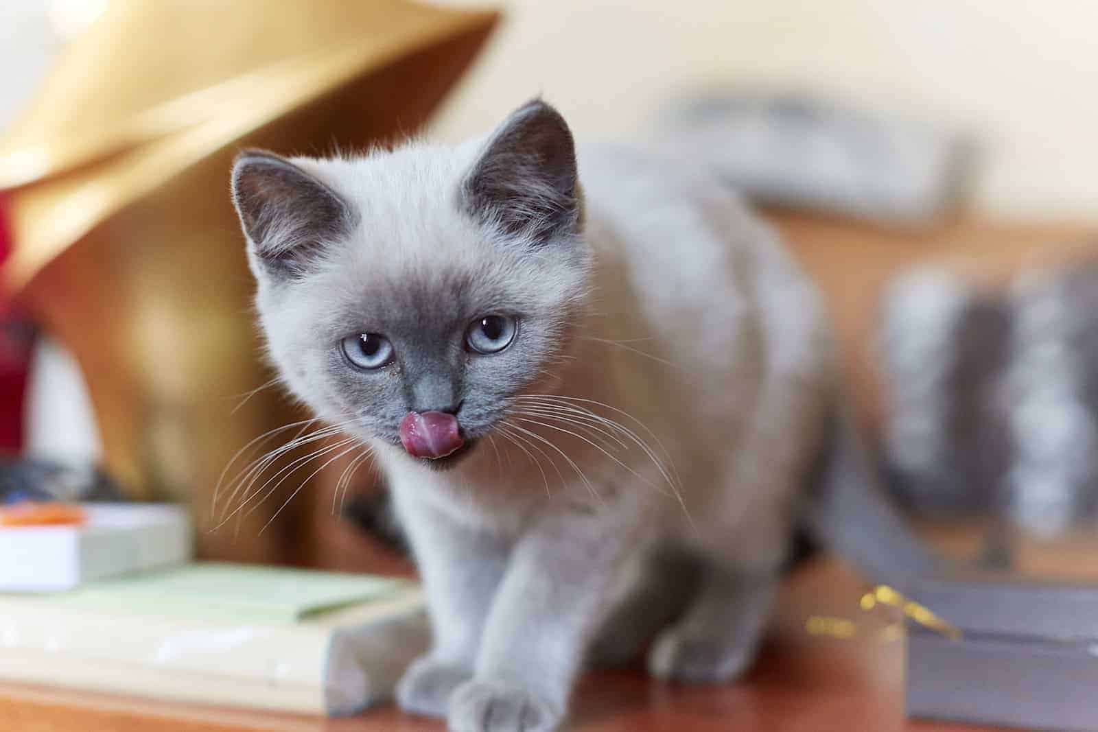 Katzenbaby