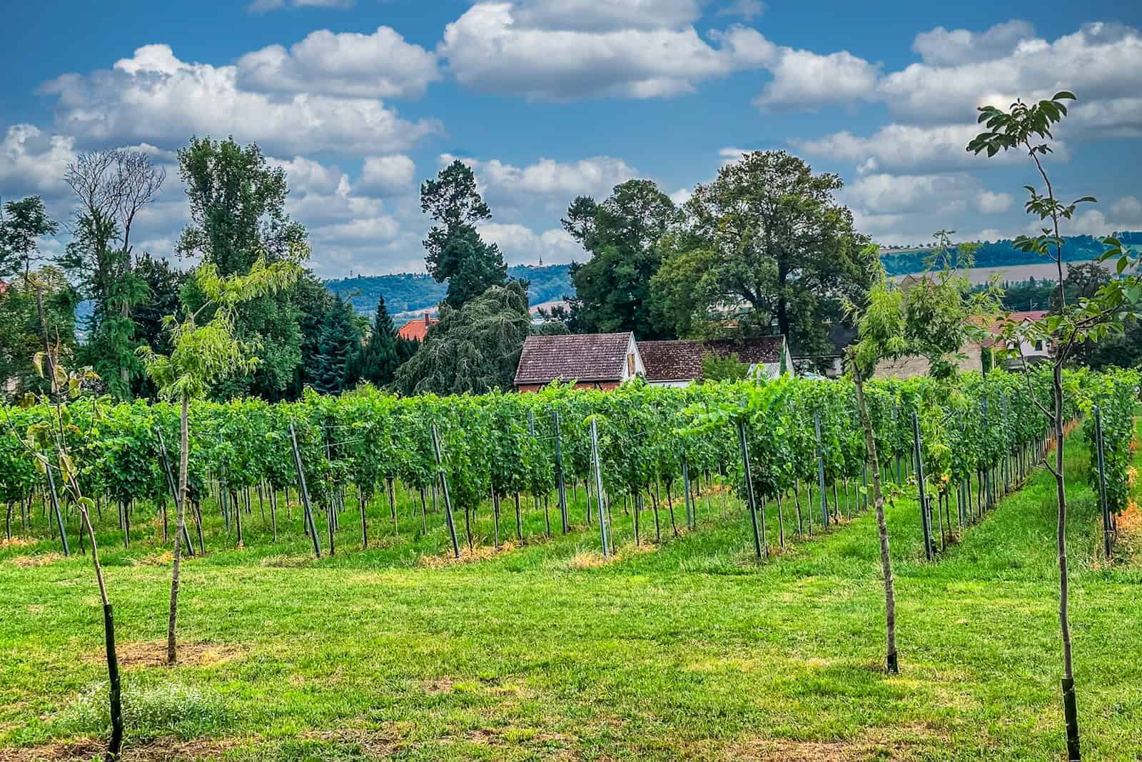 Tage des offenen Weinberges