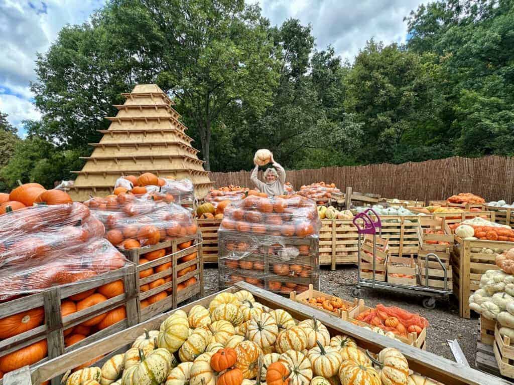 Kürbis Oskarshausen Freital