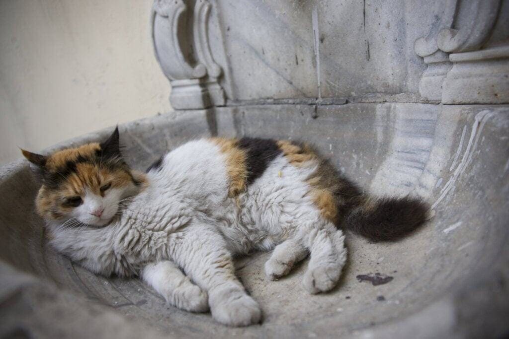 Katze Senior