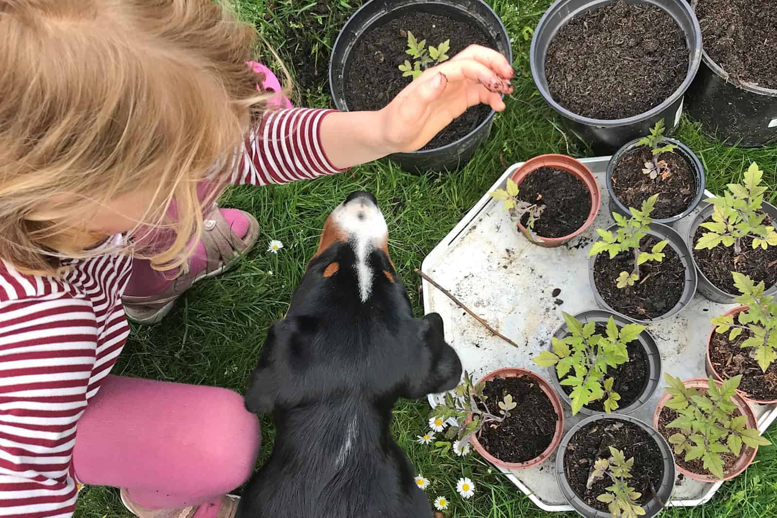 Kind pflanzt Blumen ins Gemüsebeet.