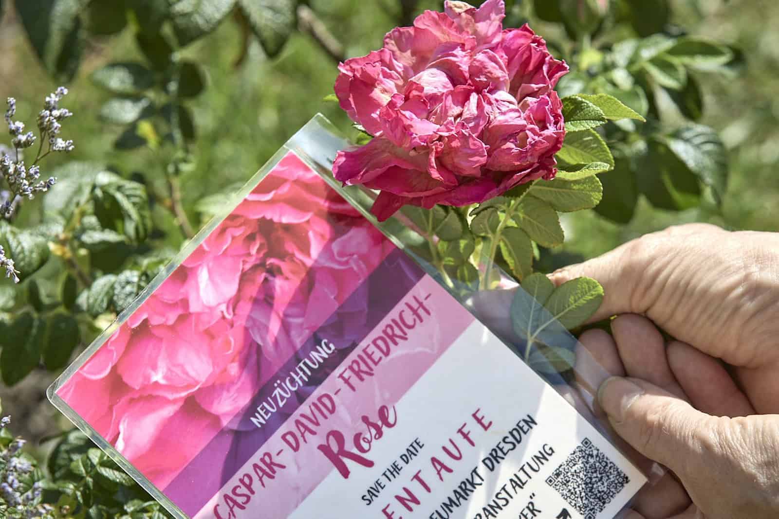 eine Person, die eine rosa Blume in der Hand hält