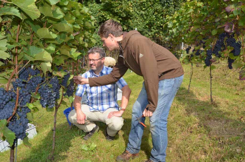 Begutachtung der Trauben für Sekt
