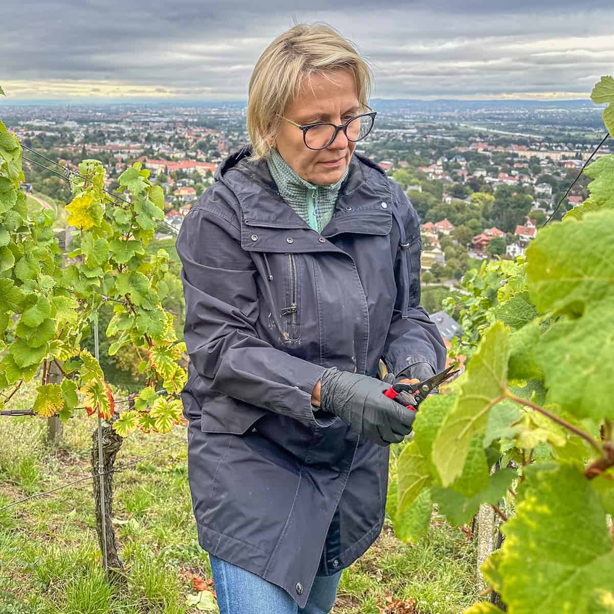 Ministerin Barbara Klepsch verbindet Weinlese mit Tourismus-Programm. Foto: Ulrich van Stipriaan Ministerin Barbara Klepsch verbindet Weinlese mit Tourismus-Programm. Foto: Ulrich van Stipriaan